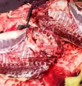 現殺驢肉批發